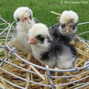 Coop Training New Flock Members- Coming Home to Roost Image